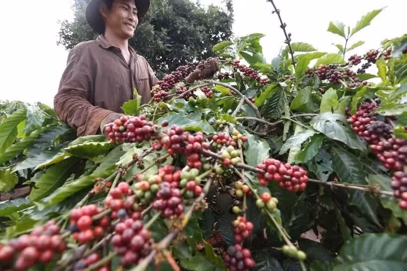 Récolte du café dans les plantations de la Société de café 706 (Vinacafe), dans le district d'Ia Grai, province de Gia Lai. Photo : VNA.