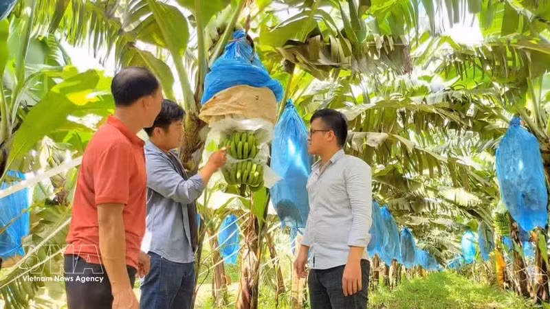Les nouvelles technologies variétales, moteur de la montée en gamme de l’agriculture vietnamienne. Photo: VNA.