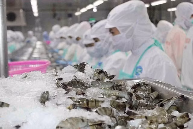 Les exportations vietnamiennes de crevettes vers les États-Unis ont maintenu leur croissance au premier semestre 2025. Photo : kinhtedothi.