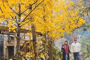 Photo : baolaocai.vn