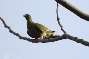Le comité de gestion des forêts à usage spécial du Sud de Quang Tri annonce la découverte de 35 nouvelles espèces d’oiseaux dans la Réserve naturelle de Dakrong. Photo : VNA.
