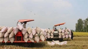 Des agriculteurs récoltent du riz dans la province d'An Giang (Photo : VNA)