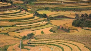 Des rizières en terrasses dorées dans la région montagneuse de Phu Tho. Photo : Trong Dat/VNA