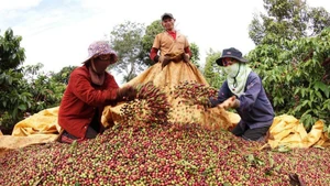 Récolte du café dans la province de Gia Lai. Photo: VNA