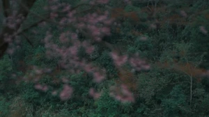 Les cerisiers du village de Pha Noi, commune de Muong Tip, zone frontalière de la province de Nghệ An, sont en pleine floraison. Photo : Le Ha