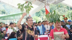 Le ginseng Ngoc Linh est reconnu comme le « Trésor national ». Photo: NDEL
