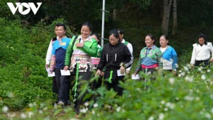 Dans la brume matinale de la frontière, des groupes d'habitants de l'ethnie Mong de la commune de Nhi Son, vêtus de leurs costumes traditionnels flamboyants, ont suivi les sentiers tortueux descendant du village vers le point de vote. Photo: VOV