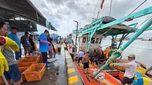 La province de Cà Mau intensifie ses efforts contre la pêche INN. Photo: VNA