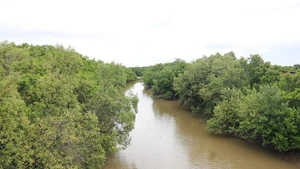 La mangrove à Vinh Long. Photo: NDEL
