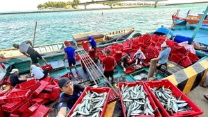 Des océans en bonne santé garantiront les moyens de subsistance de 1,45 million de travailleurs de la pêche et des communautés côtières, tout en contribuant à l’objectif national d’une économie bleue. Photo : VNA.