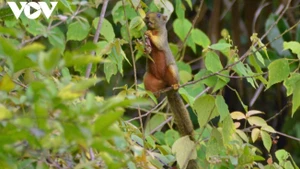 Un écureuil vit paisiblement dans son environnement naturel à Kon Ka Kinh. Photo: VOV