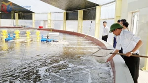 La Coopérative de d'élevage de crevettes de haute technologie de Câm Pha fournit annuellement entre 450 et 500 tonnes de crevettes à pattes blanches au marché. Elle dispose désormais de codes d'identification pour la traçabilité de l'élevage, facilitant les futures exportations, et prévoit une expansion à 120 hectares avec un capital d'investissement d'environ 2 000 milliards de dôngs, visant la création de 800 emplois. Photo. bqoauqngninh.vn