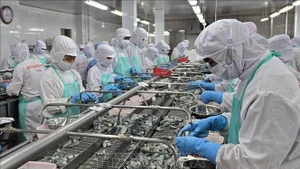Transformation de crevettes congelées pour l'exportation à la société Minh Phu. Photo : VNA