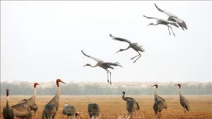 Autrefois, le parc national de Tràm Chim attirait de nombreuses grues à couronne rouge. Photo : VNA