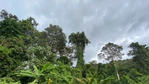 Les forêts jouent un rôle important dans la stratégie visant à atteindre la neutralité carbone. Photo: Net Zero