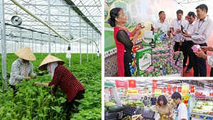Le secteur agricole continue de se développer de manière exhaustive, la valeur de la production agricole de haute technologie représentant plus de 30% de l'ensemble du secteur de la province de Bac Ninh. Photo: qdnd.vn