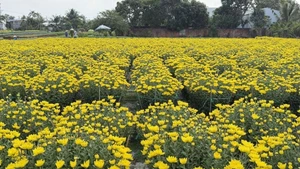 À l'approche des festivités, de nombreuses variétés de fleurs du village de Pho Tho - Ba Bo commencent déjà à arborer leurs couleurs les plus éclatantes. Photo: VOV
