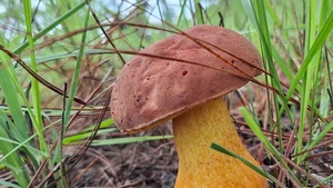 En général, les champignons se développent fortement après 2 à 3 jours de pluie consécutifs, et chaque type de champignon est réparti sur des terrains différents. Photo: NDEL