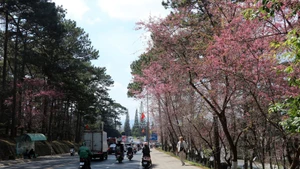 Les cerisiers qui bordent la rue Tran Hung Dao sont en pleine floraison. Photo : VNA.