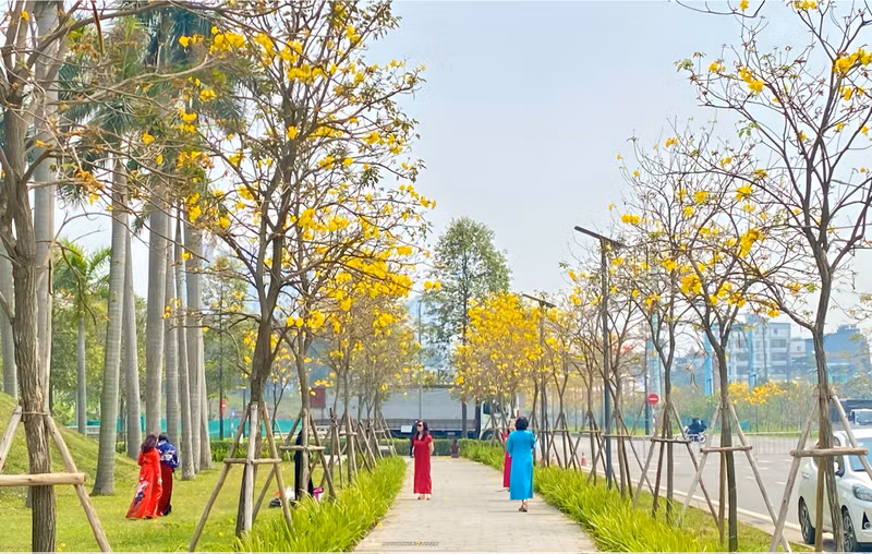 En mars, les Tabebuias fleurissent, transformant le quartier en un décor romantique qui attire de nombreux habitants et touristes venus immortaliser ce spectacle.