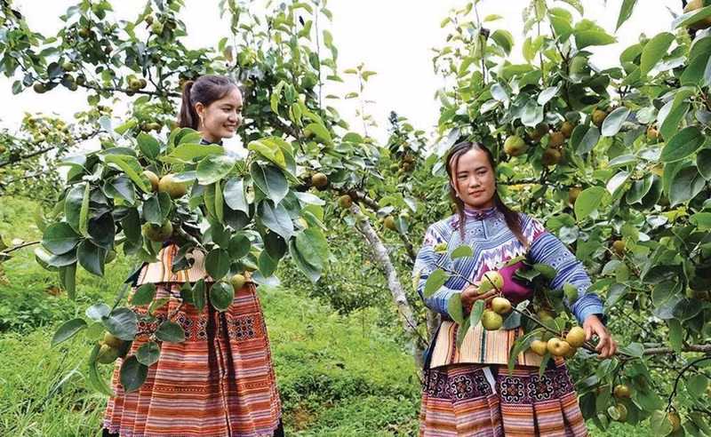 Une plantation de poiriers dans la province montagneuse de Lào Cai (Nord). Photo : VNA/CVN 