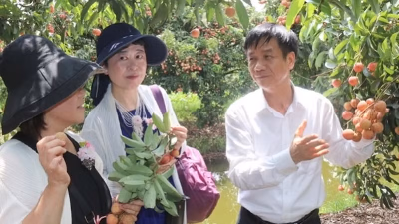 Un fonctionnaire local présente les litchis Thanh Hà aux hommes d’affaires japonais. Photo : NDEL.