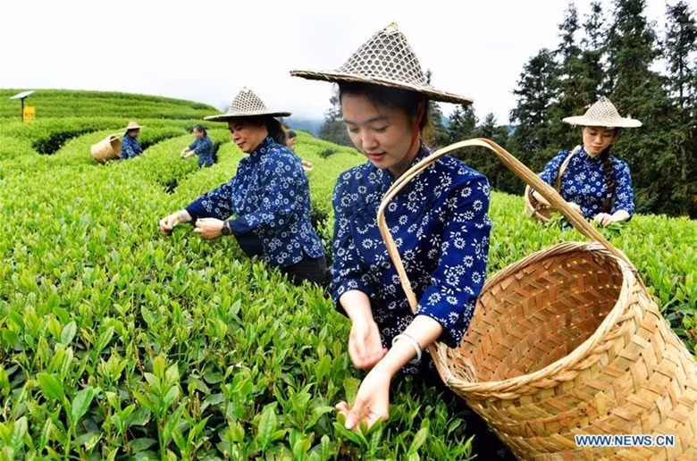  L'agriculture chinoise bénéficie d'aides de la BM. Photo : Xinhua