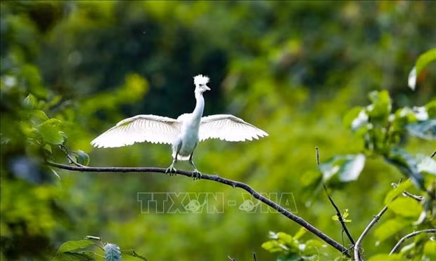 La réserve naturelle submergée de Vân Long, dans la province septentrionale de Ninh Binh, reconnue comme le 9e site Ramsar du Vietnam. Photo : VNA.