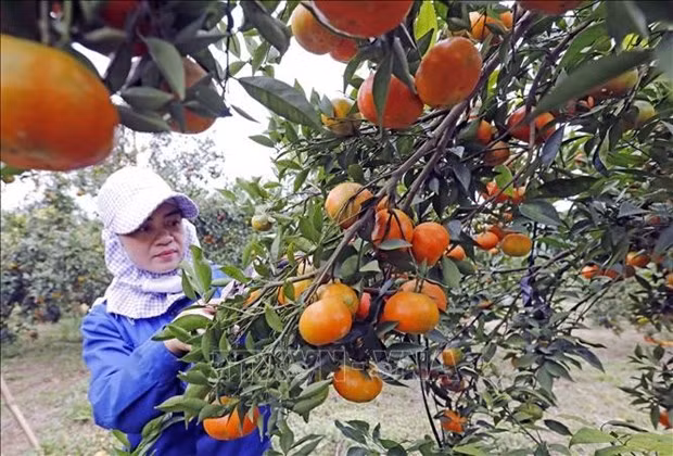 Une agricultrice à Cao Phong, dans le district de Cao Phong, province de Hoa Binh, cultive son jardin. Photo : VNA.