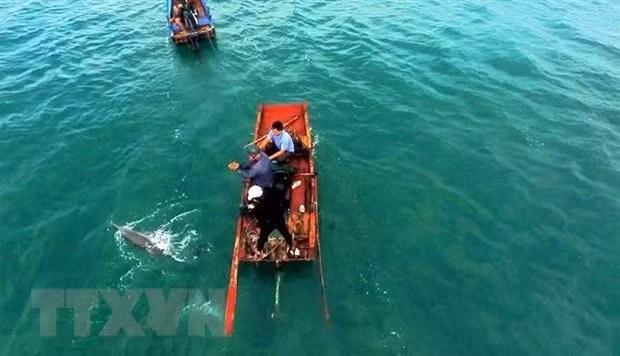 Le jeune dauphin est remis à la mer grâce à la réactivité d’habitants locaux. Photo : VNA.