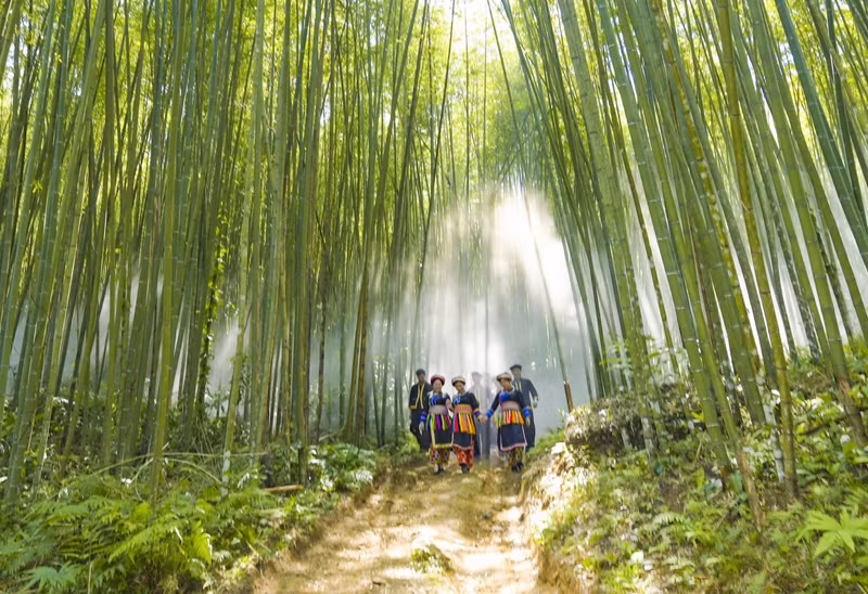 La forêt de bambous Pù Lâu, avec ses milliers de bambous droits et hauts, offre un cadre idéal pour des photos et des moments de détente.