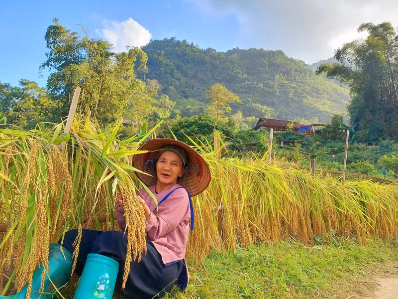 Les champs de riz gluant Tài se parent de couleurs dorées éclatantes lors de la récolte