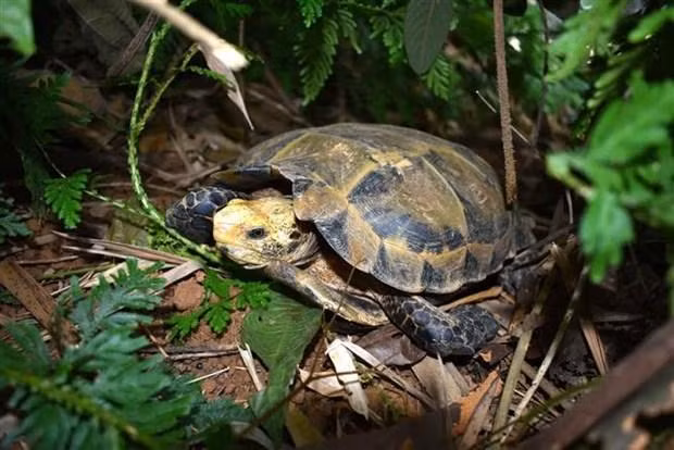 Tortue imprimée. Photo: VNA