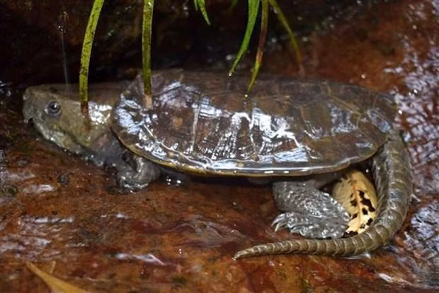 Tortue à grosse tête. Photo: VNA