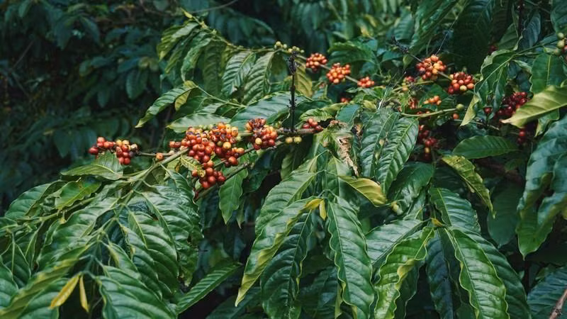 Buôn Ma Thuôt est une destination idéale pour les amateurs de café. Photo : Booking.com