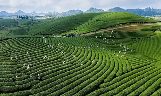 Plateau au climat tempéré (autour de 20°C en été), Môc Châu est réputé pour ses collines de théiers, ses fermes d’élevage bovin et sa floriculture. Photo: VNA