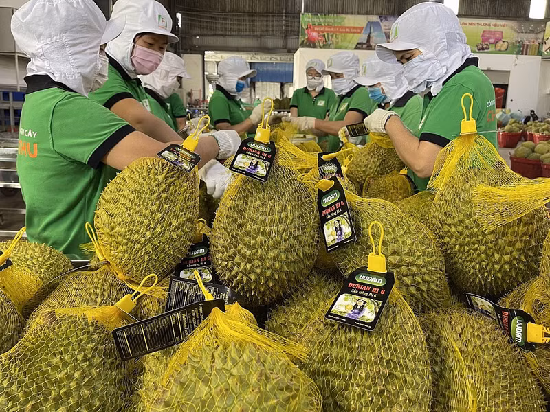 Le durian est l’un des principaux produits d’exportation vers la Chine. Photo : congthuong
