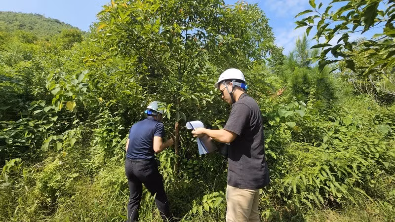 Les ingénieurs du projet entreprennent la plantation de forêts à Mahaxay (Laos).