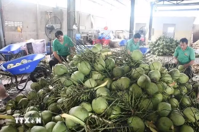 Transformation préliminaire de noix de coco fraîches destinées à l'exportation chez la SARL des fruits Mekong, commune de Huu Dinh, district de Chau Thanh, province de Ben Tre. Photo: VNA