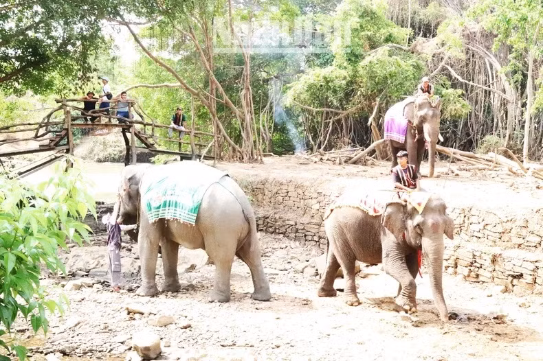 Chaque jour, le Centre touristique du pont suspendu de Buôn Dôn accueille les touristes qui viennent admirer et en apprendre davantage sur les éléphants. Ils peuvent désormais participer à des circuits touristiques durables avec les éléphants, les observant de loin, ou interagir avec eux de manière douce et sécurisée.