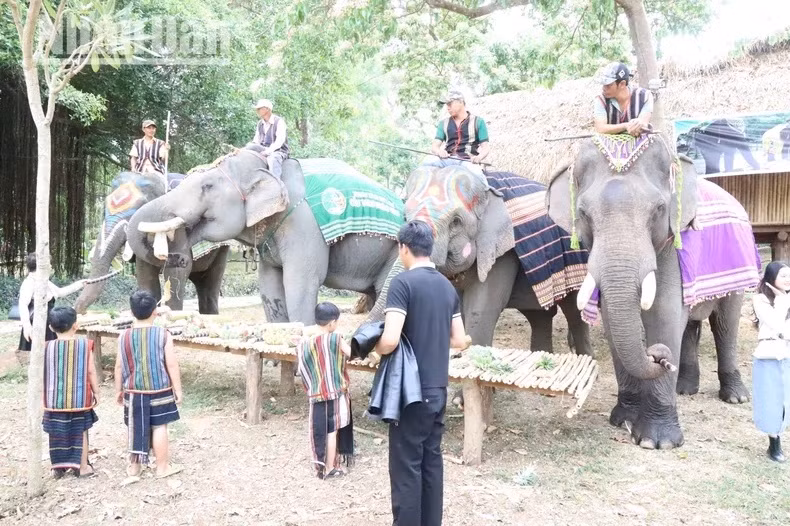 Au Centre touristique du pont suspendu de Buôn Dôn, il y a actuellement 5 éléphants participant aux activités touristiques responsables.