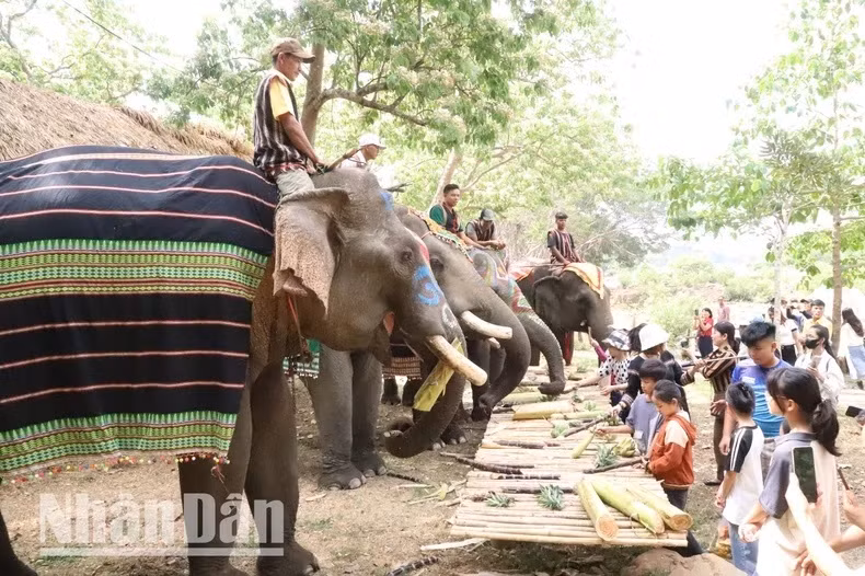 De nombreux touristes, notamment les enfants, sont enthousiasmés de voir des éléphants et les nourrir.