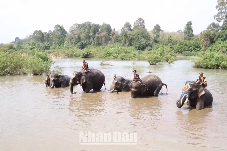 La baignade avec les éléphants.