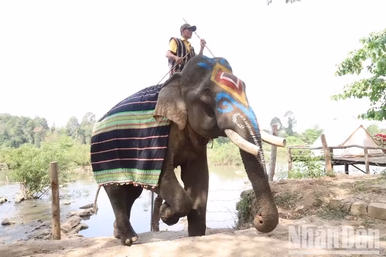 Un cornac conduit son éléphant jusqu’à la zone d’alimentation.