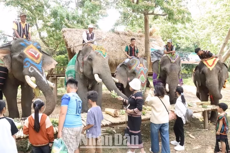 Le tourisme respectueux des éléphants est la bonne direction à suivre, contribuant à préserver des éléphants domestiqués à Dak Lak et à répondre à la tendance du tourisme humanitaire.
