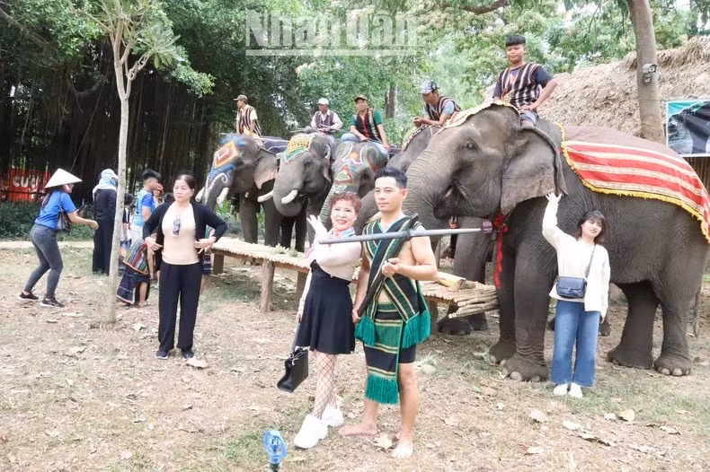 Les visiteurs du Centre touristique du pont suspendu de Buôn Dôn se sont progressivement habitués au tourisme responsable avec les éléphants.