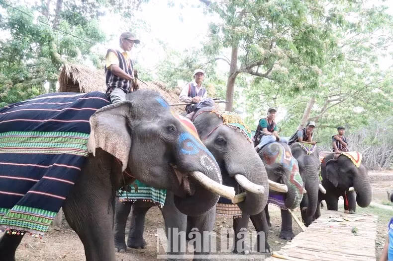 Depuis la transition vers le tourisme responsable avec les éléphants, les éléphants du Centre touristique du pont suspendu de Buôn Dôn sont de mieux en mieux pris en charge.