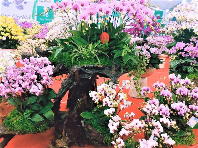 De différentes variétés d'orchidées se vendent à l'occasion du Nouvel An. Photo : Minh Minh/NDEL.