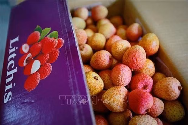 Le litchi est depuis longtemps devenu une spécialité appréciée par de nombreux touristes. Photo : VNA. Le litchi est depuis longtemps devenu une spécialité appréciée par de nombreux touristes. Photo : VNA.