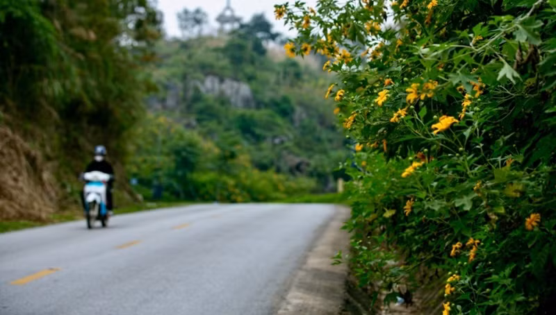 Vietnam : les tournesols mexicains attirent les visiteurs au col de Lung Pa ảnh 3